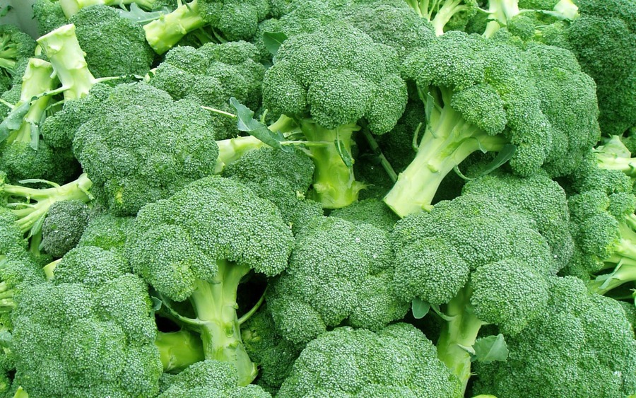 Broccoli KSP 5412 Destiny | Kalash Seeds