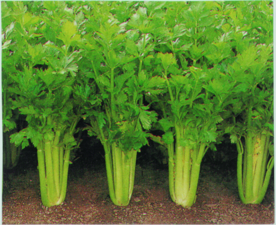 Celery Triumph