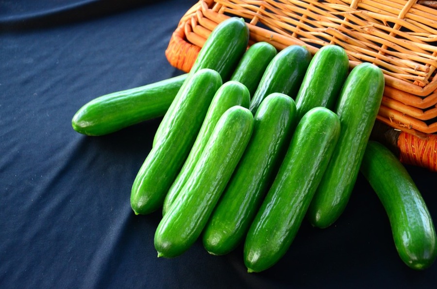 KSP 1614 F1 Parthenocarpic