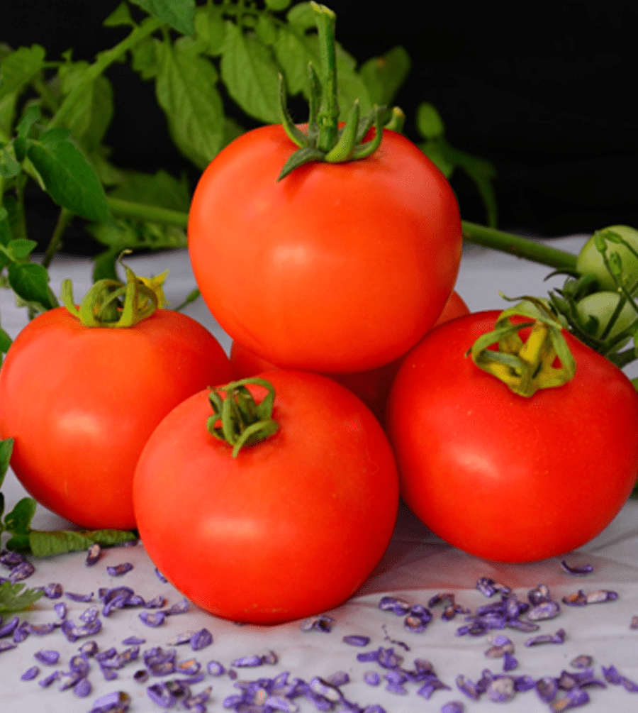 ksp-1726-f1-kalash-seeds