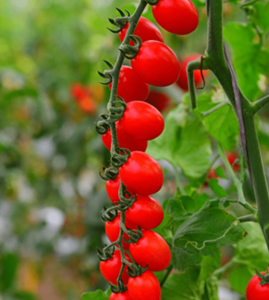 ksp-1699-f1-kalash-seeds