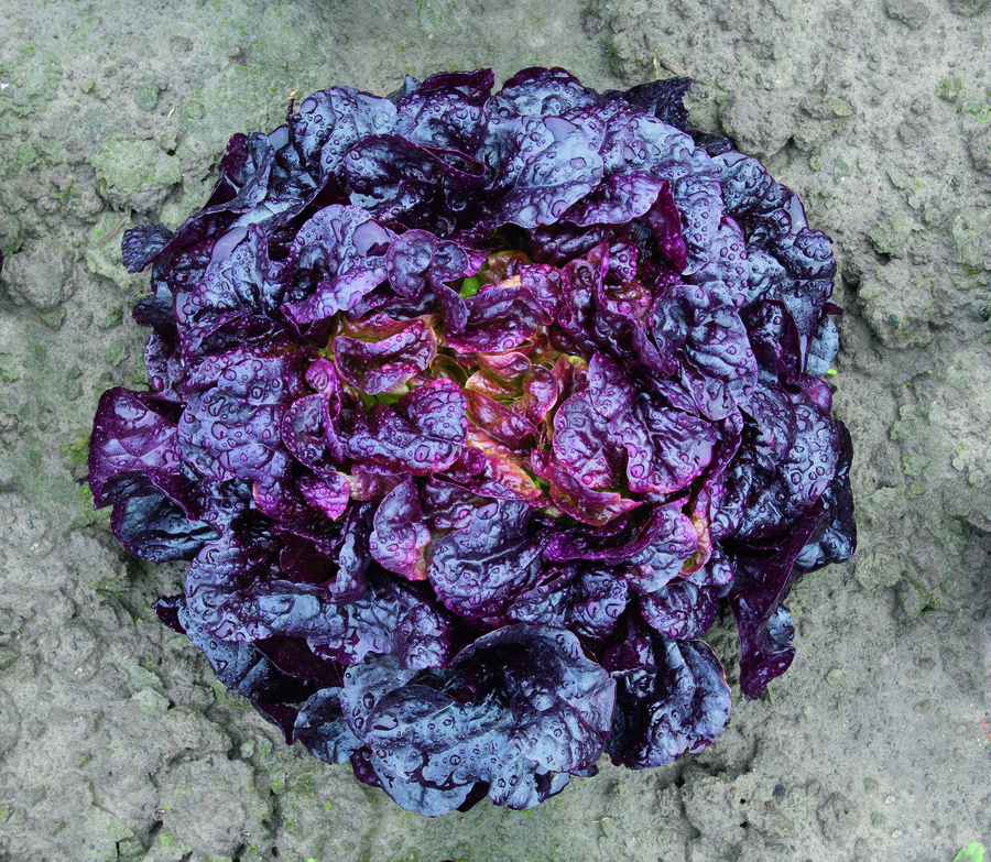 Lettuce Red KSP 157 Loloroso