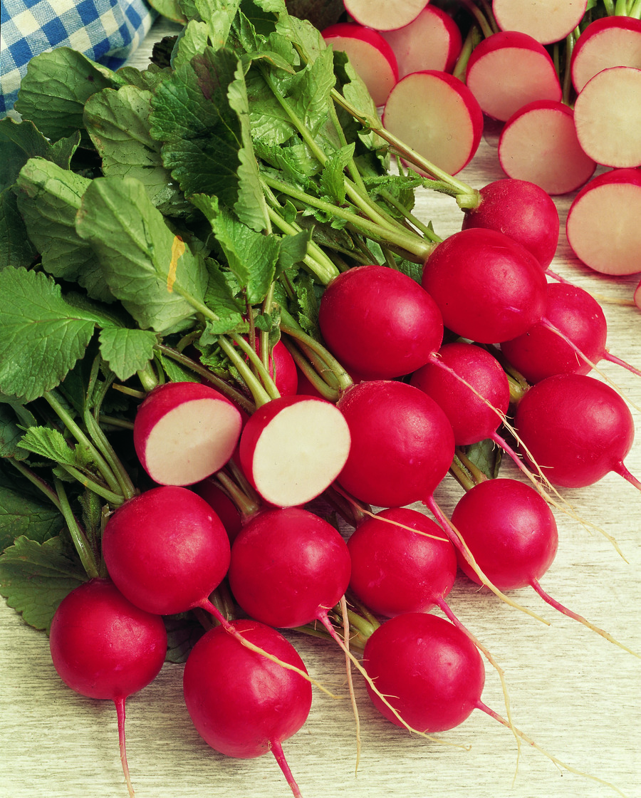 Radish Reggae